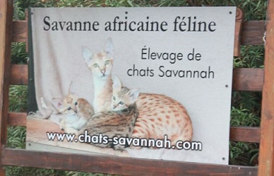 Savane Africaine Féline (Elevage de Chats)