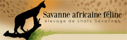 Savane Africaine Féline (Elevage de Chats)